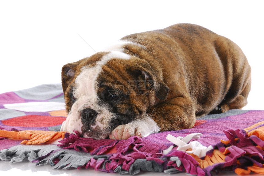 疲累的小狗小憩英语朋友宠物哺乳动物警报斗牛犬犬类质疑毯子图片