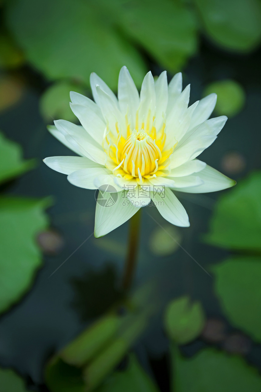 白水状卡片橙子树叶宗教情调植物热带冥想花瓣植物学图片