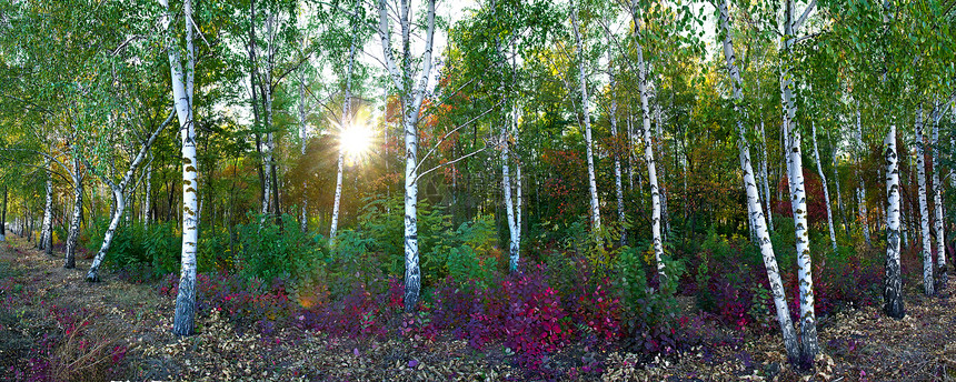 秋天森林的草原枝条环境叶子植物白色桦木晴天太阳木头绿色图片
