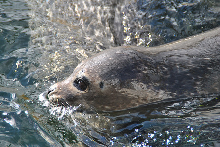 洛福顿海豹挪威北部罗福敦高清图片