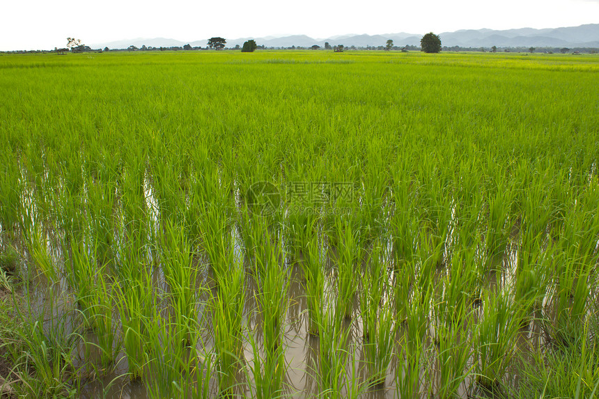 大稻田农村场地谷物食物热带生长宏观草地叶子粮食图片