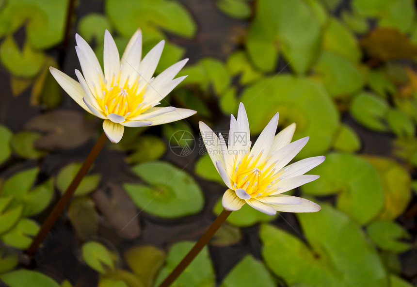 白莲花花公园野生动物花园植物群荷花花朵叶子季节香水沼泽图片