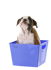 在篮子里的小狗塑料爪子英语动物斑点蓝色斗牛犬宠物眼睛犬类背景图片