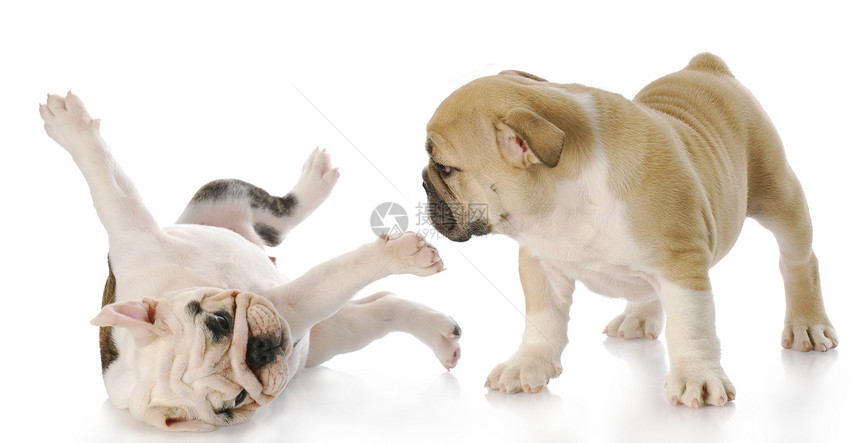 玩小狗狗游戏生长英语棕褐色小狗宠物犬类反射滚动垃圾哺乳动物图片