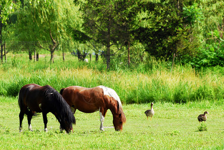 马岗鹅农场农地 有马匹在牧场上背景