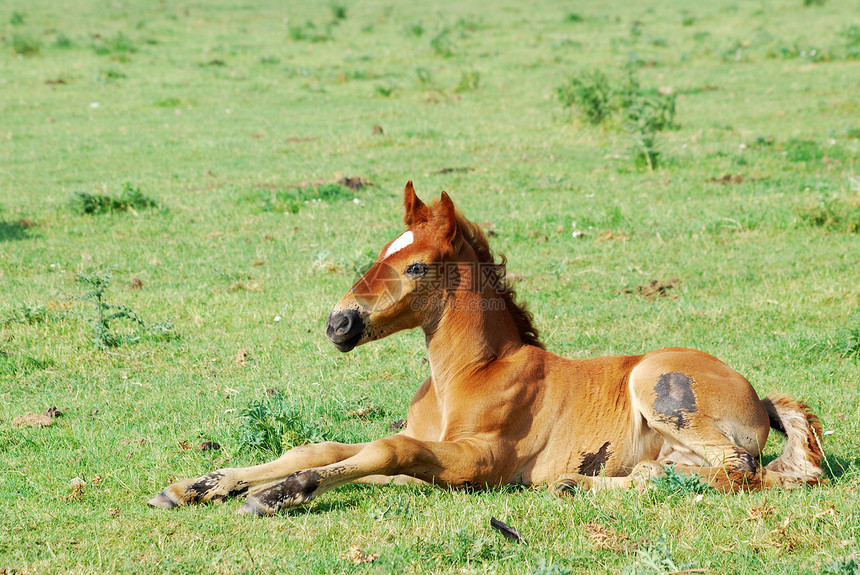 草地上棕色马鞭哺乳动物小马农场宠物牧场场地绿色图片