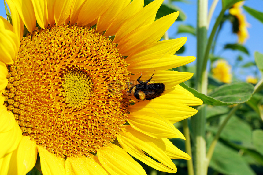 向日葵夏季景象上的大黄蜂图片