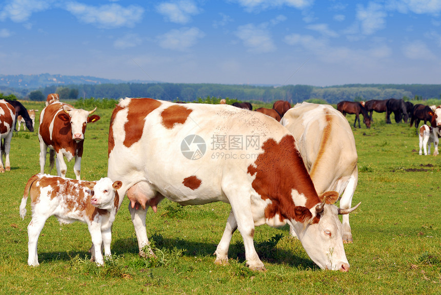 农场现场 牧养牛牛图片