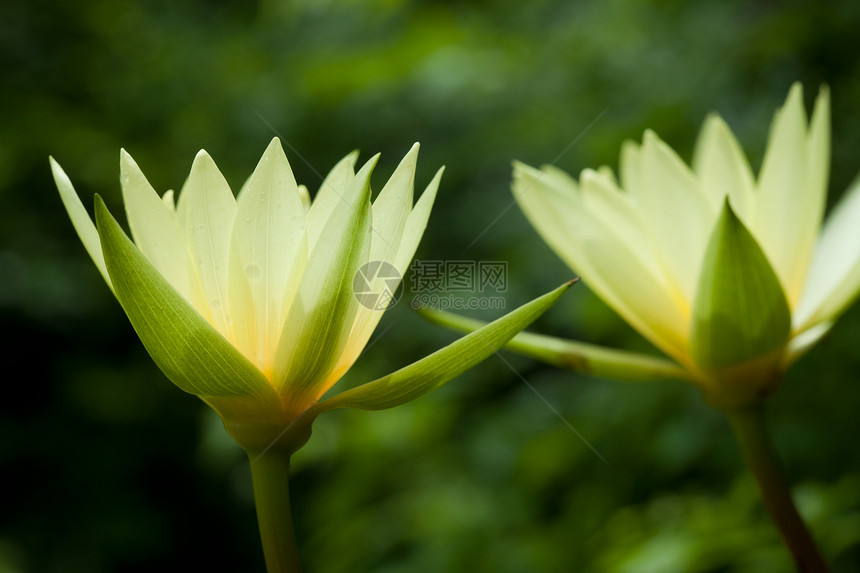 黄水百合树叶热带水池花瓣植物荒野情调宏观冥想植物群图片