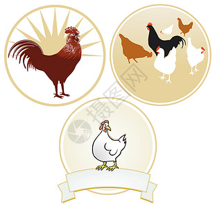 禽肉鸡和公鸡标志插画