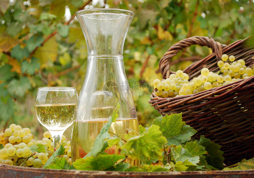 葡萄园中的白酒和葡萄图片