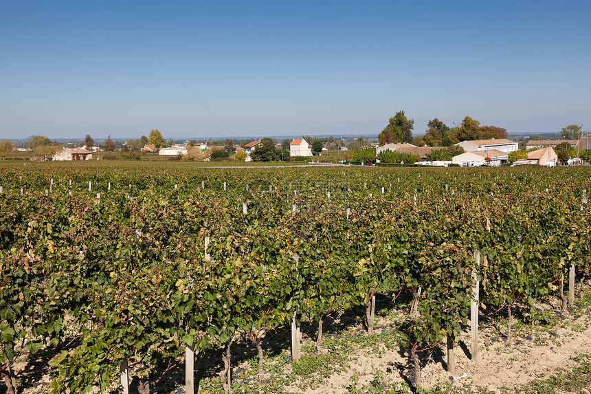 圣埃米利奥恩 法国阿 Gironde的葡萄园收成村庄晴天绿色图片