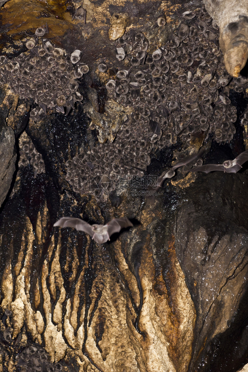 洞穴里的蝙蝠图片