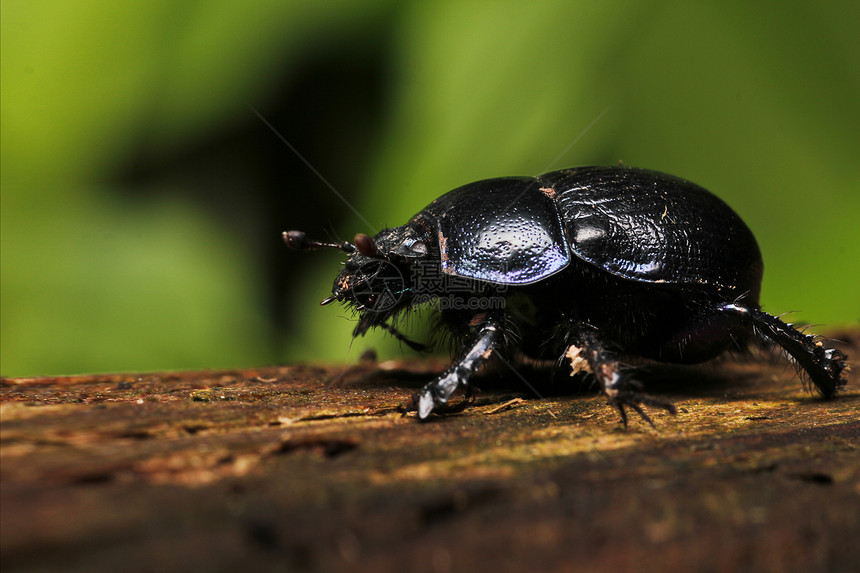 黑甲虫自然世界昆虫锥虫摄影动物宏观正方形黑色影棚图片