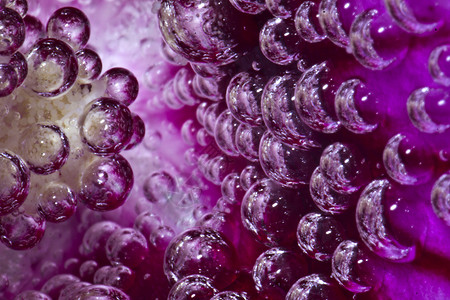 泡泡摄影色彩空气水面紫色香槟效果花卉茶点球根背景图片