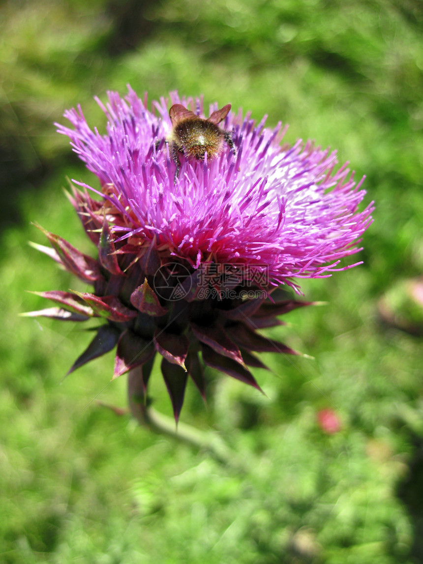小蜜蜂降落在上草地动物昆虫紫色蓝色山脉植物季节场地熊蜂图片