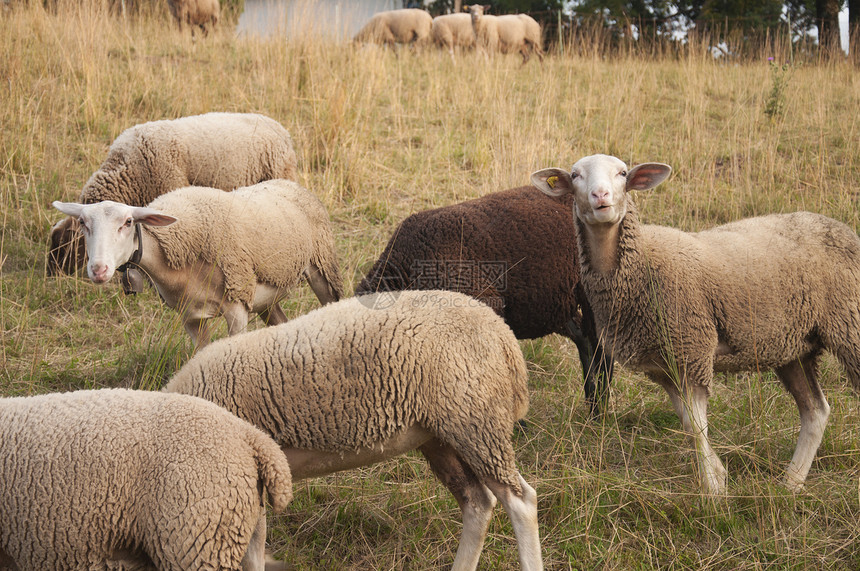 白羊和布朗羊在瑞士的一个田野中放牧耳片羊群季节母羊警报农业场地动物野生动物内存图片