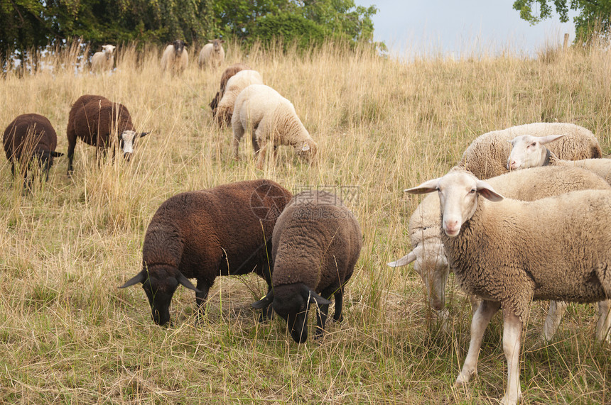 白羊和布朗羊在瑞士的一个田野中放牧羊毛动物季节日落柔软度农村家畜国家旅行内存图片