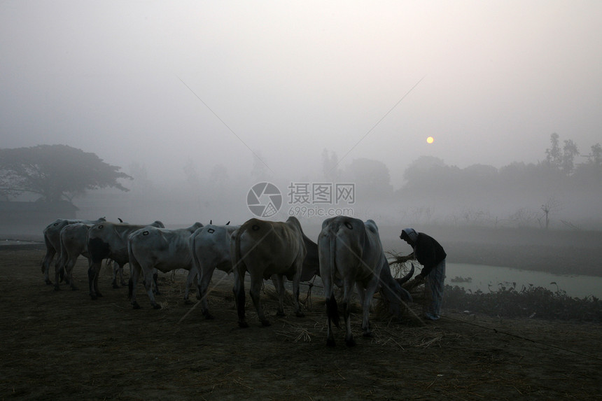 清晨在孟加拉乡村Kumrokhali奶牛男人情调异国成人丛林地方中年图片