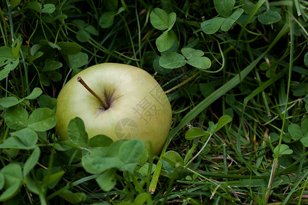 草地中的苹果绿色空地水果背景图片