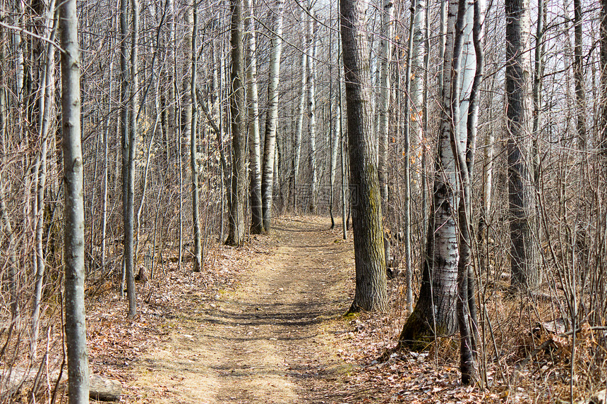 公园的自然足迹远足人行道场景踪迹途径树木乡村森林小路图片