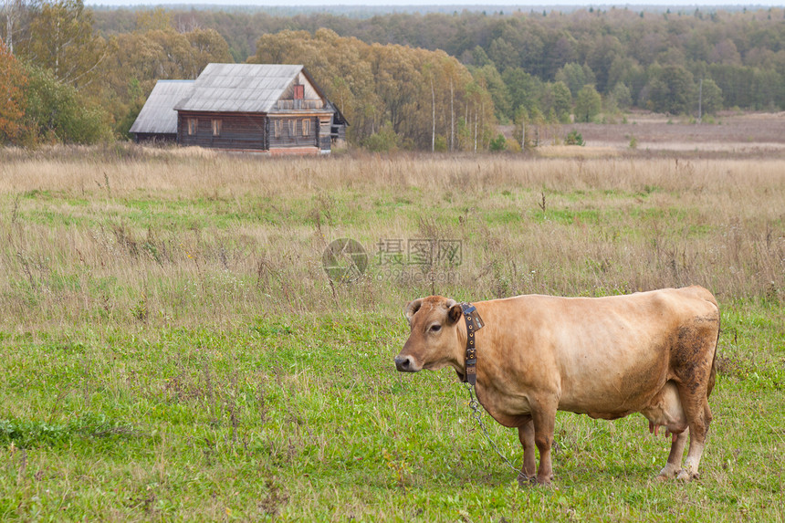 家门口的草地里的一头牛图片