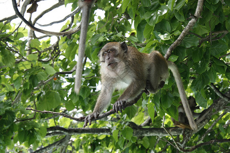 长尾巴猴子猴子坐在树上动物群头发毛皮狨猴热带树叶乐趣猿猴树木灵长类背景