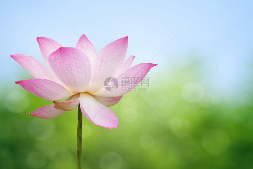 莲花花荷花花瓣天空蓝色叶子莲花状核桃属植物风化灌木图片