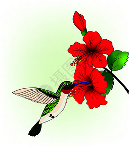 红花蜂鸟木槿耵聍飞行蜂鸟红花小鸟动物群植物爱好花园插画