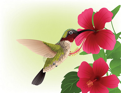 红花蜂鸟红花野生动物艺术插图蜂鸟小鸟耵聍喉咙植物女性插画