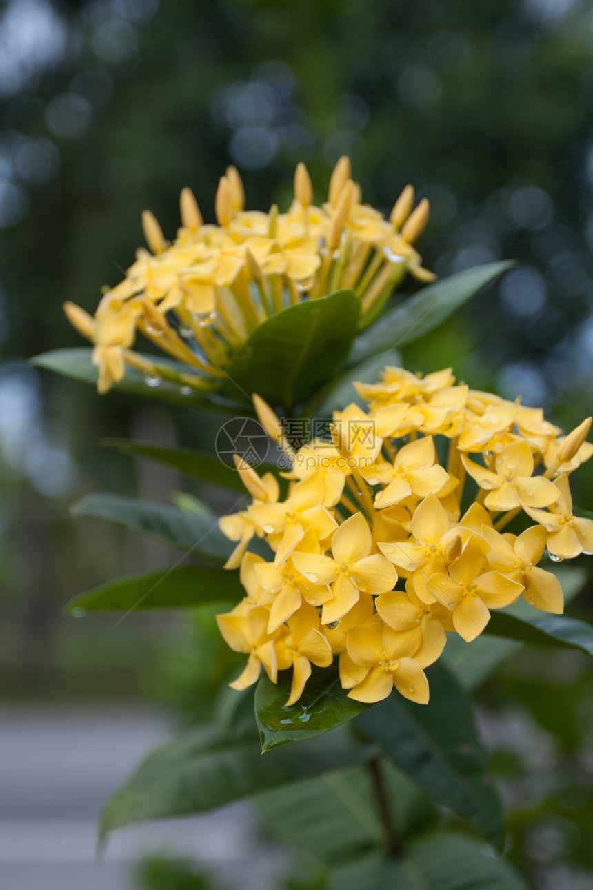 全闪耀时的黄色 Ixora 鲜花灌木宏观植物绿色衬套花粉植被热带花朵仙丹图片