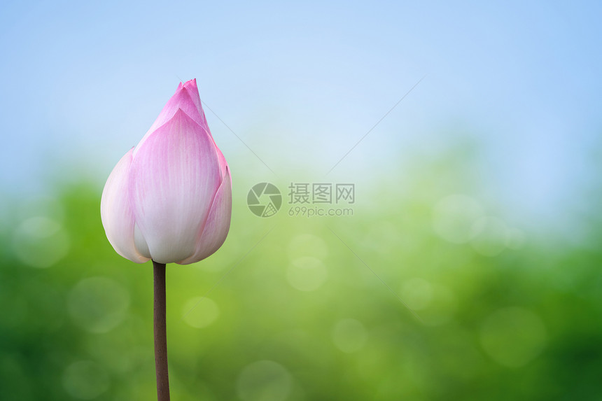 春季背景的粉色莲花图片