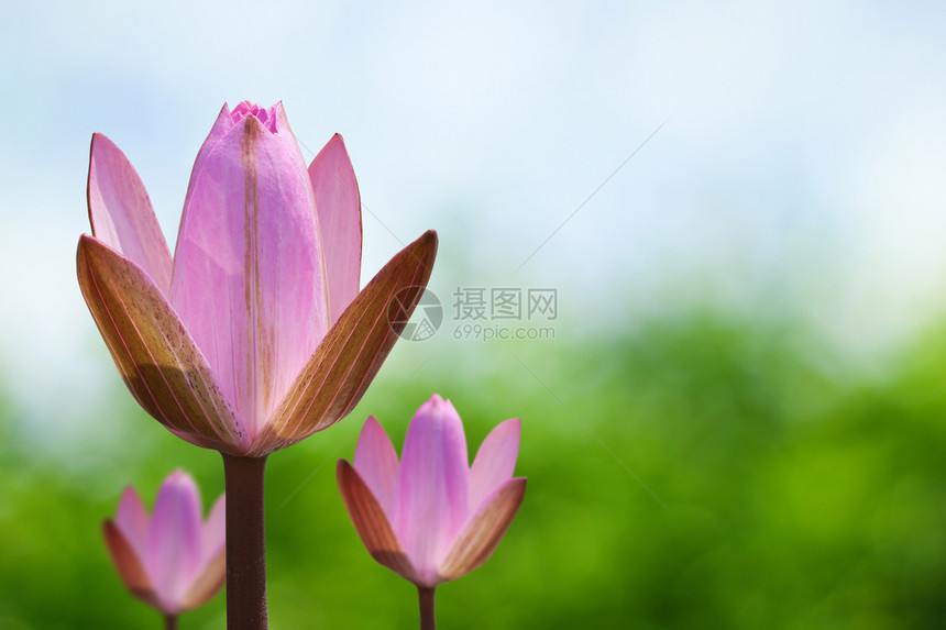 粉色莲花晴天池塘荷花背景花瓣百合植物宗教明信片宏观图片