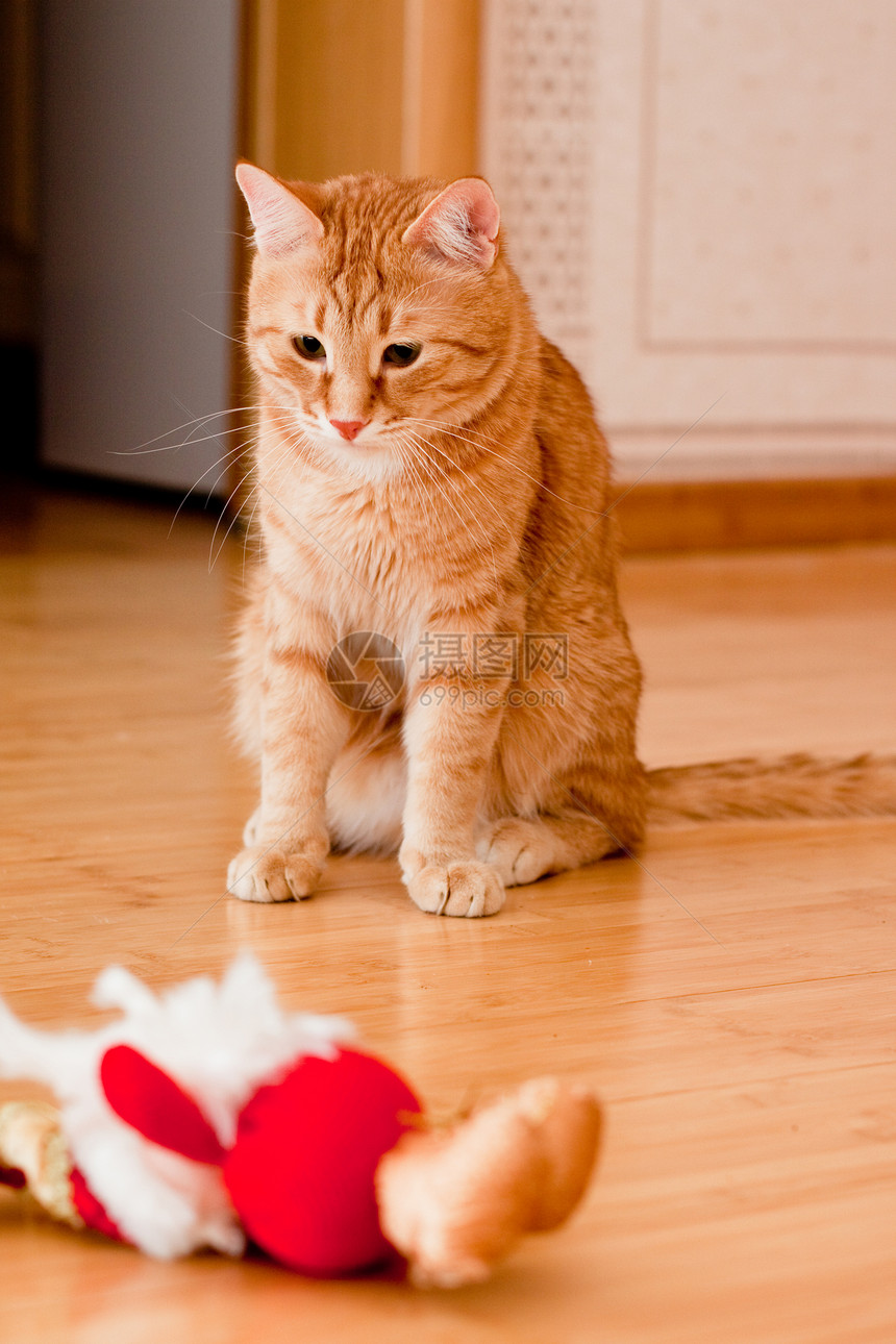 猫动物玩具宠物地面白色姿势木头猫科悲伤毛皮图片