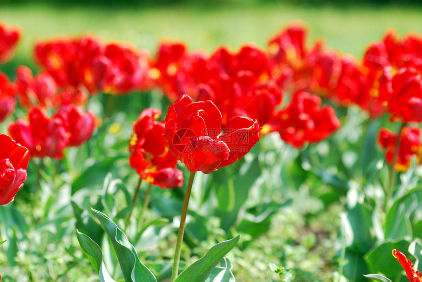 红色郁金花活力花瓣植物群花园绿色季节植物学植物图片