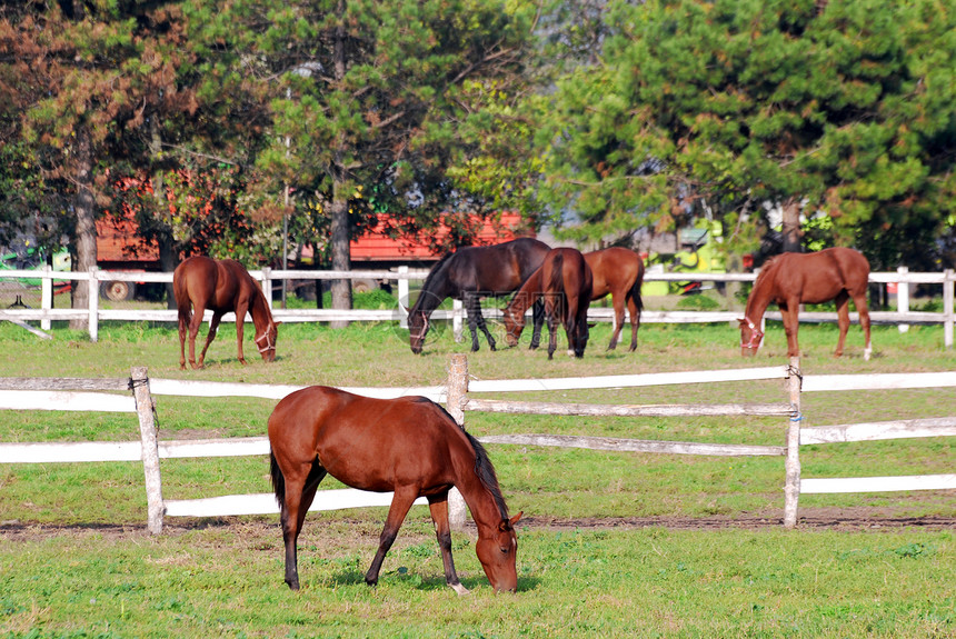 农场现场 马匹在牛圈里图片
