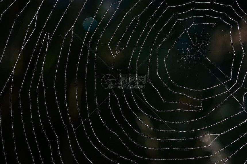 蜘蛛网昆虫野生动物宏观网络危险沼泽蜘蛛动物荒野几何学图片