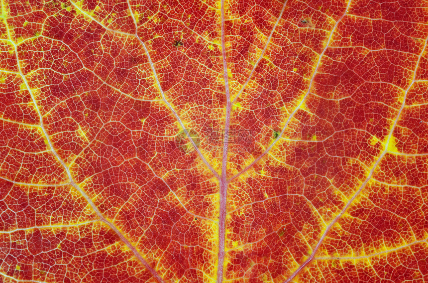 宏叶植物学叶子生态生活季节光合作用宏观线条植物植物群图片