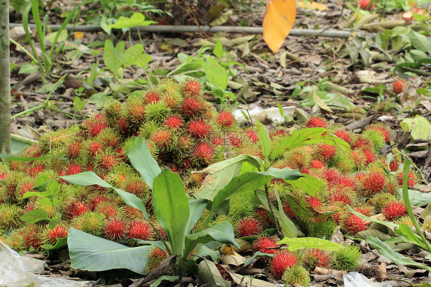 拉姆布坦农业素食叶子果肉季节采摘食物红色美食家水果图片