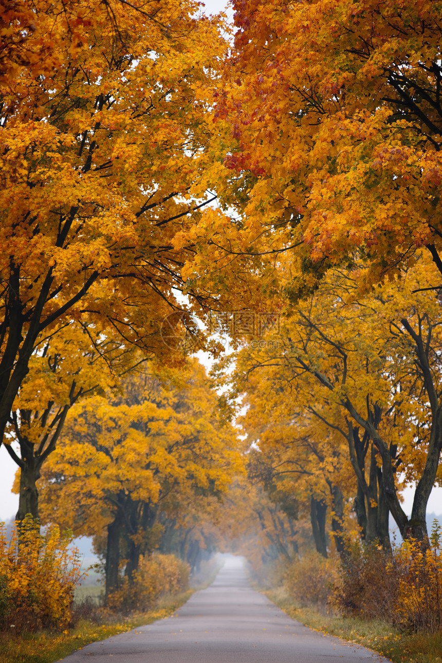 瀑布路树叶薄雾风景公园沥青树木胡同橙子国家农村图片