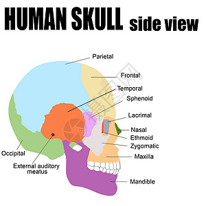 颧骨人类骨骼的侧面视图设计图片