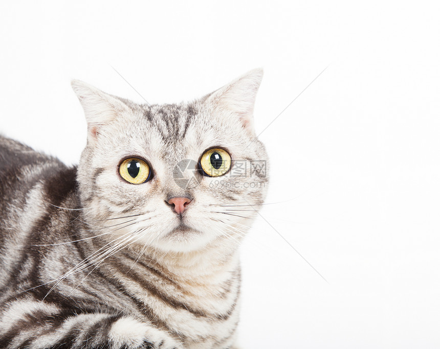 猫看相机虎斑猫科动物小猫地面宠物白色眼睛动物哺乳动物图片