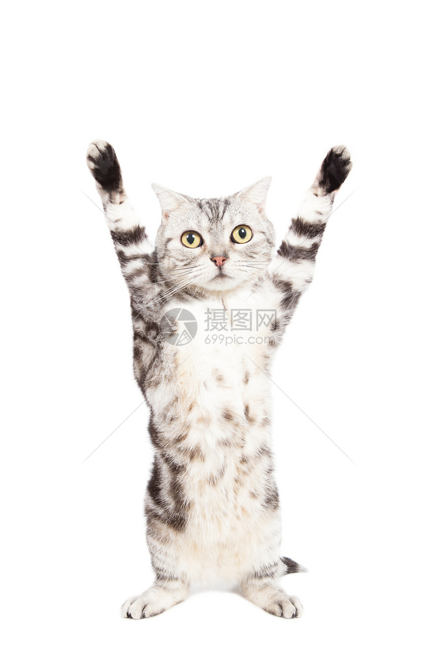 猫站立 手举在白色背景上图片
