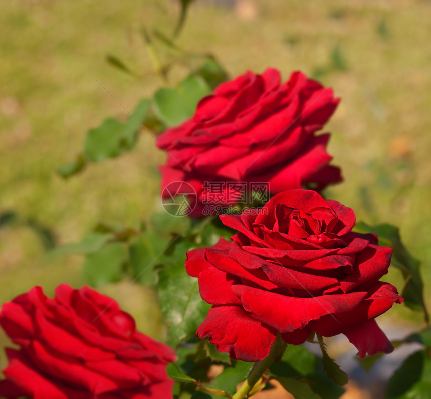 春红玫瑰鲜花图片