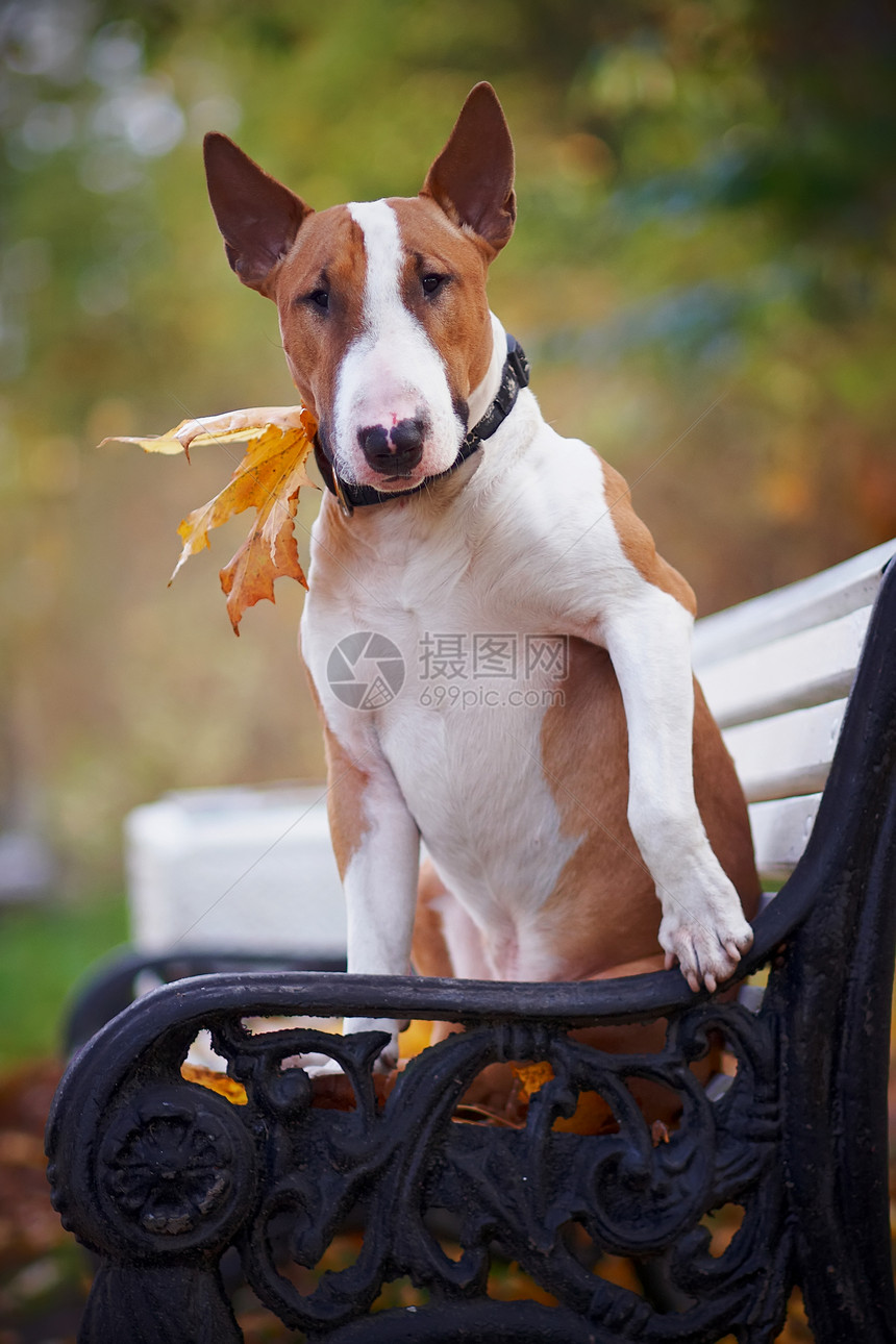 红斗牛犬坐在板凳上幸福犬类公园智力快乐宠物动物力量冠军小狗图片