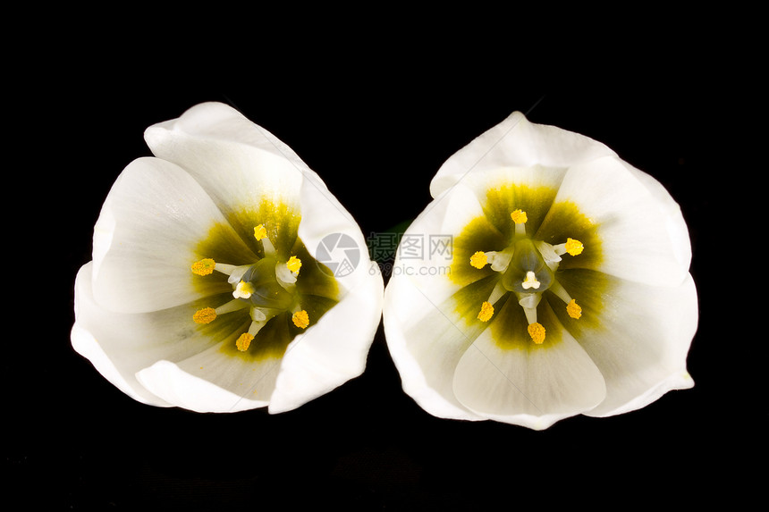 两朵白花图片