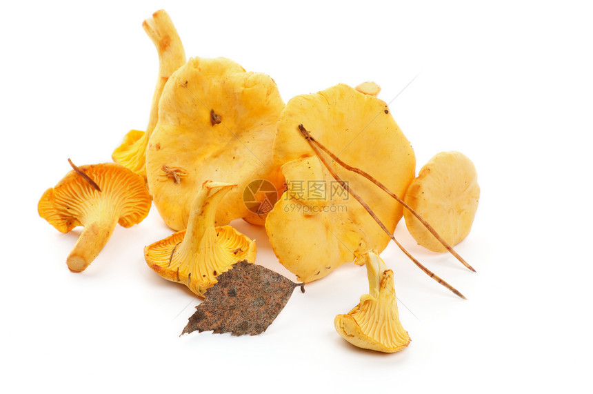 原钱特拉蔬菜食物森林蘑菇宏观美食家叶子食用菌橙子金子图片