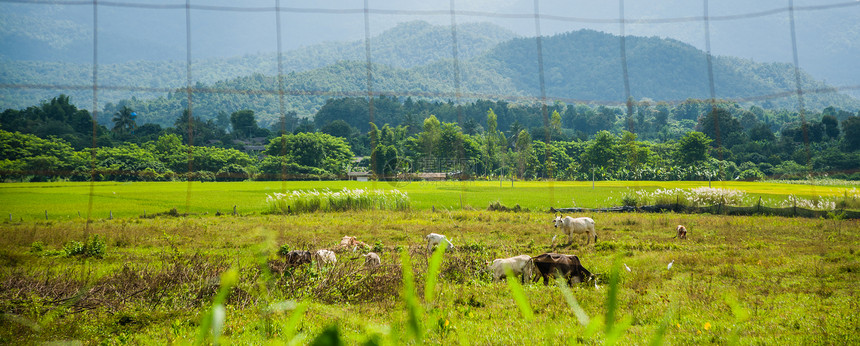 绿野中的牛蓝色农村土地牧场草本植物奶牛稻草草地牛肉团体图片