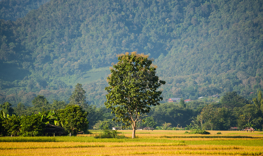 绿稻田中的树图片