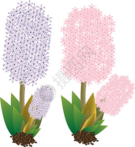 赫亚辛紫色蓝色白色艺术植物花园插图绿色粉色背景图片